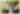 Placeholder blur